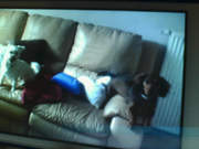 honden foto van Cassandra & Shana, Pepsie