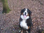 honden foto van Cassandra en Renzo