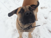 honden foto van rob sabrina en macho