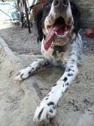 honden foto van Christa van Drogen