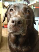 honden foto honden foto van Catalina