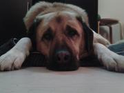 honden foto van Naomi