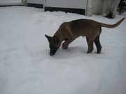honden foto van Herwig