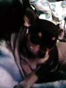 honden foto van marleen