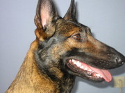 honden foto van Persoons Gunther