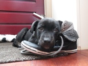 honden foto van Henriette