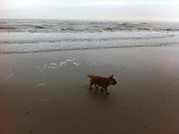 honden foto van Martijn