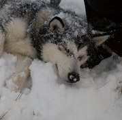 honden foto van Izidora Murre