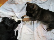 honden foto van Tineke