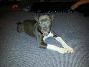 honden foto van hilmi