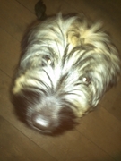 honden foto van Simone