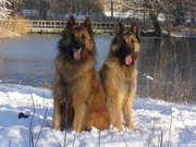 honden foto van Faygen