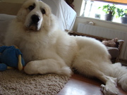 honden foto van S van dijk