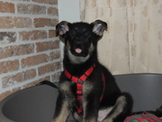 honden foto van Nomi