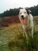 honden foto van Maureen