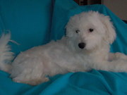 honden foto van rebecca