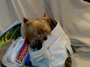 honden foto honden foto van lieke