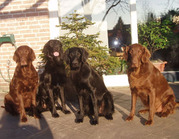 honden foto van carla