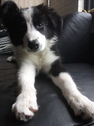 honden foto van Babs