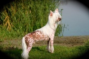 honden foto van Coby .v.d.Padt