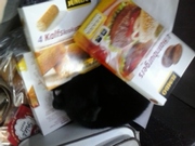 honden foto honden foto van mariska