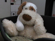 honden foto van Ilona van Beek