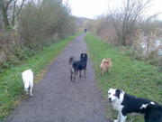 honden foto van remco kantebeen