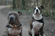 honden foto van Perry&Bully