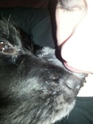 honden foto honden foto van Xandra