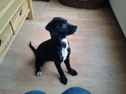 honden foto van lucia