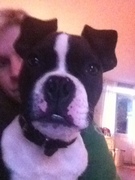 honden foto van liesbeth