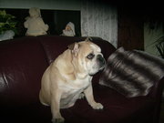 honden foto van mullert