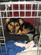 honden foto van John