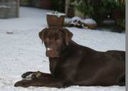 honden foto van Jolanda