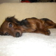 honden foto honden foto van nathalie