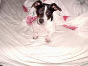 honden foto van Yuri Tatiana