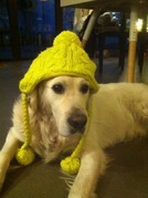 honden foto honden foto van Roosje Maxje