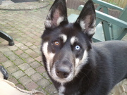 honden foto van Peter