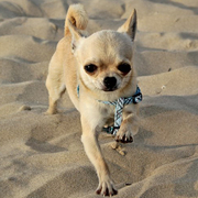 honden foto van twinwolfje