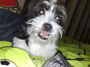 honden foto honden foto van carola