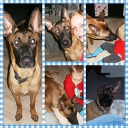 honden foto van Mike en simone