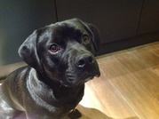 honden foto van Lisa De Kerpel