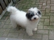 honden foto honden foto van volkan