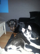 honden foto van erika