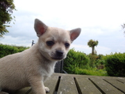 honden foto van kimvandergraaf