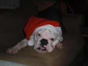 honden foto honden foto van ruud