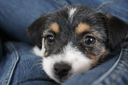 honden foto honden foto van Caroline