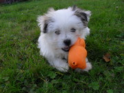 honden foto van otto