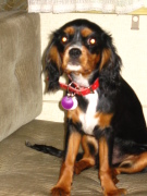 honden foto van bianca