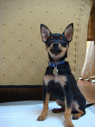 honden foto van joyce